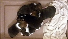 Martina Puppies  2week